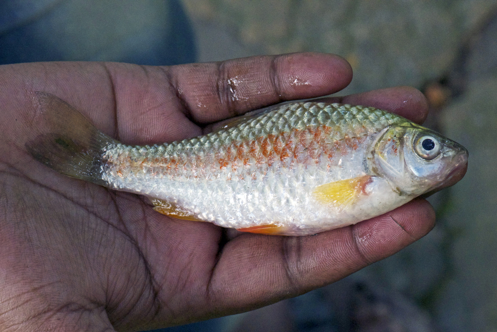 Pool Barb