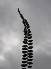 Asplenium monanthes