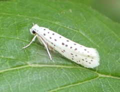 Yponomeuta multipunctella