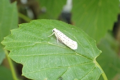 Yponomeuta multipunctella