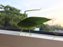 Microcentrum syntechnoides