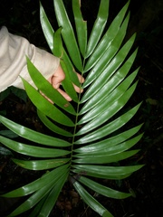 Zamia lacandona