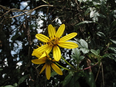 Bidens rubifolia
