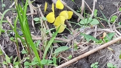 Eurema blanda