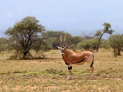 Oryx beisa beisa
