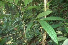 Guarea bullata