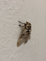 Megalopyginae