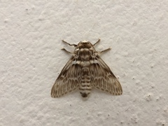 Megalopyginae