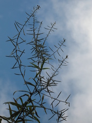 Polypsecadium solidagineum