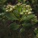 Baccharis macrantha - Photo (c) Mateo Hernandez Schmidt, some rights reserved (CC BY-NC-SA), uploaded by Mateo Hernandez Schmidt