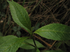 Polypsecadium solidagineum