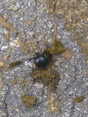 Anoplotrupes