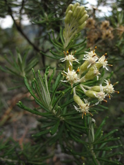 Linochilus rosmarinifolius