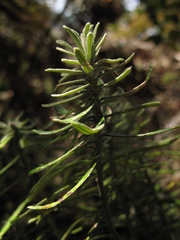 Linochilus rosmarinifolius
