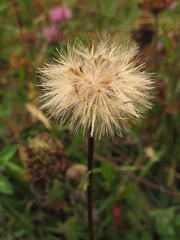 Noticastrum marginatum