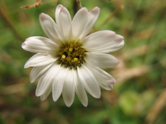 Noticastrum marginatum