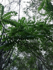 Comocladia macrophylla