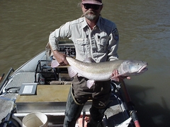 Colorado Pikeminnow photo 3