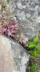 Hylotelephium telephioides