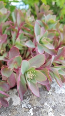 Hylotelephium telephioides