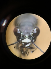 Dromochorus pilatei