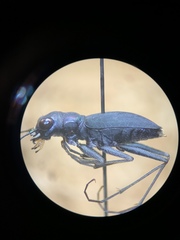 Dromochorus pilatei