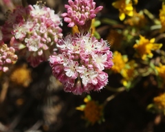 Eriogonum grande rubescens