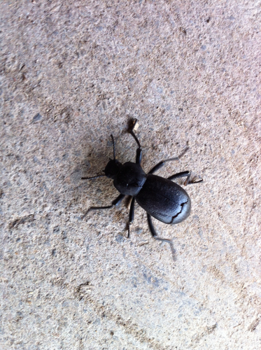 iNaturalist observation photo of Darkling Beetles