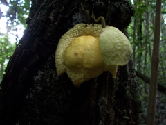 Aristolochia chiapensis
