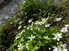 Kumlienia hystricula