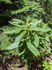 Rhododendron macrophyllum