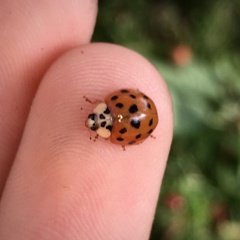 Harmonia axyridis