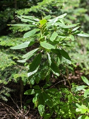 Rhododendron macrophyllum