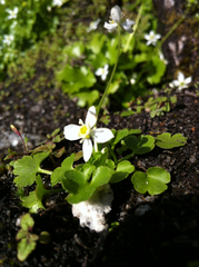 Kumlienia hystricula