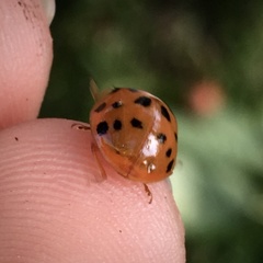 Harmonia axyridis