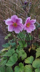 Eriocapitella × hybrida