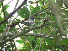 Trochocercus cyanomelas cyanomelas