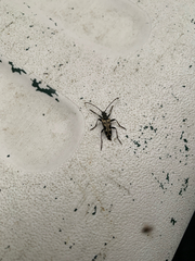 Rhagiini