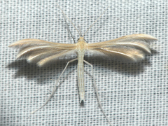 Pterophorus