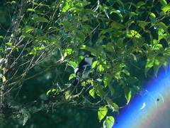 Dryoscopus cubla cubla