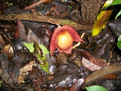 Aristolochia chiapensis