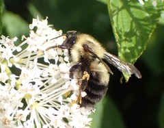 Bombus bimaculatus