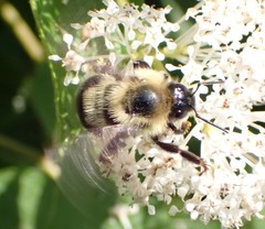 Bombus bimaculatus