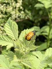 Lachnaia sexpunctata