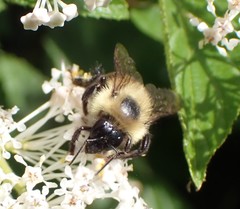Bombus bimaculatus