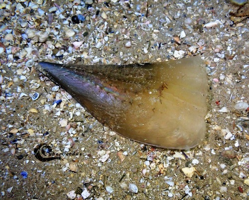 Brittle Pen Shell