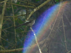 Trochocercus cyanomelas cyanomelas