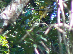 Apaloderma narina narina