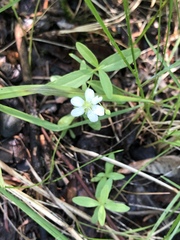 Moehringia
