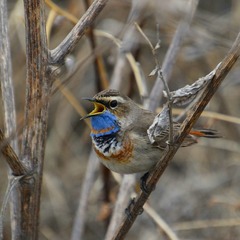 Luscinia svecica svecica